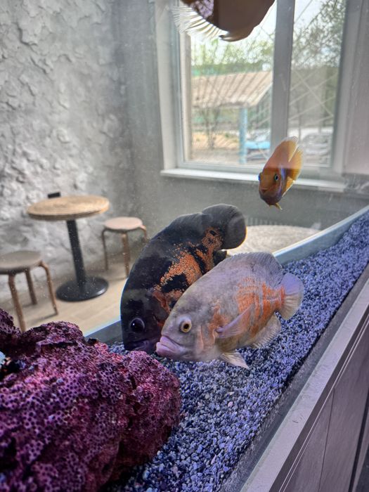 Балыктар сатылады скидкамен