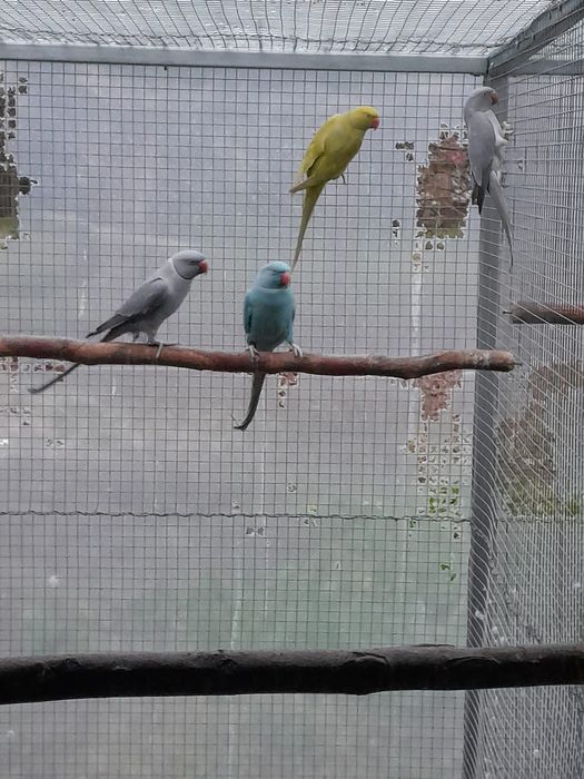 Vând Micul Alexander