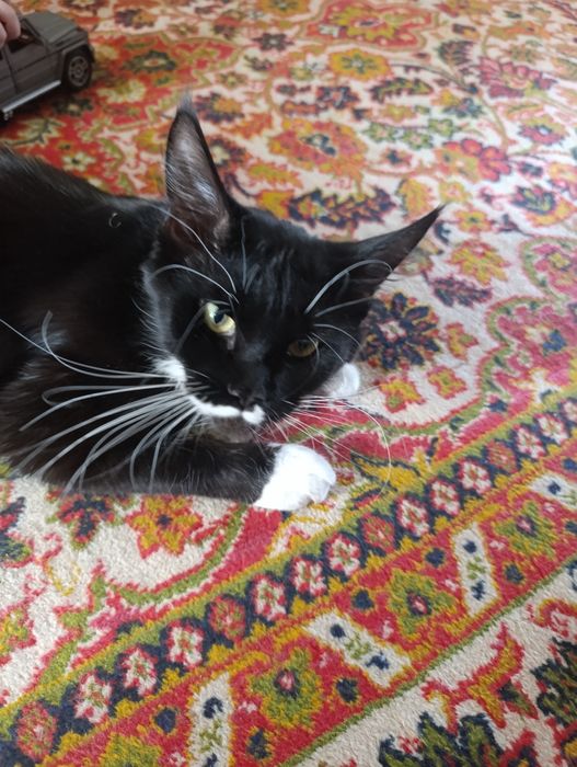 Ишем жениха мейн куна