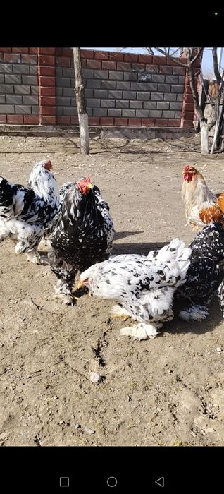 Яйцо Брамы Инкубационные.