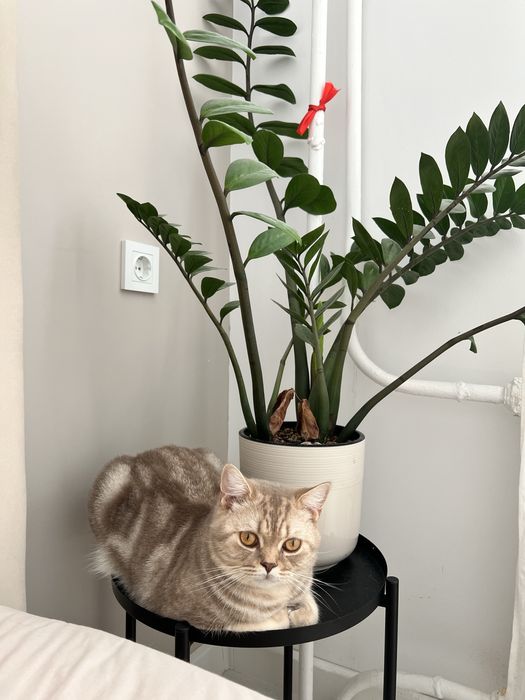 Ищем нашему  коту новый дом
