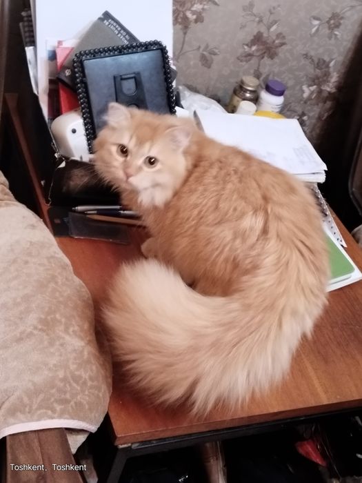 Роскошный золотой шиншила кот 7 мес