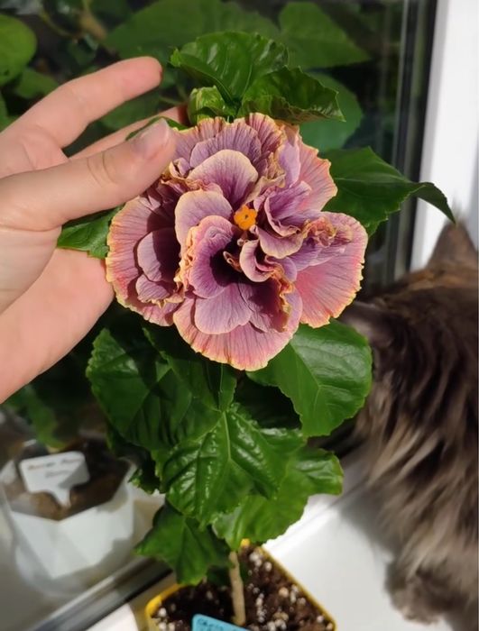 Продам сортовой гибискус