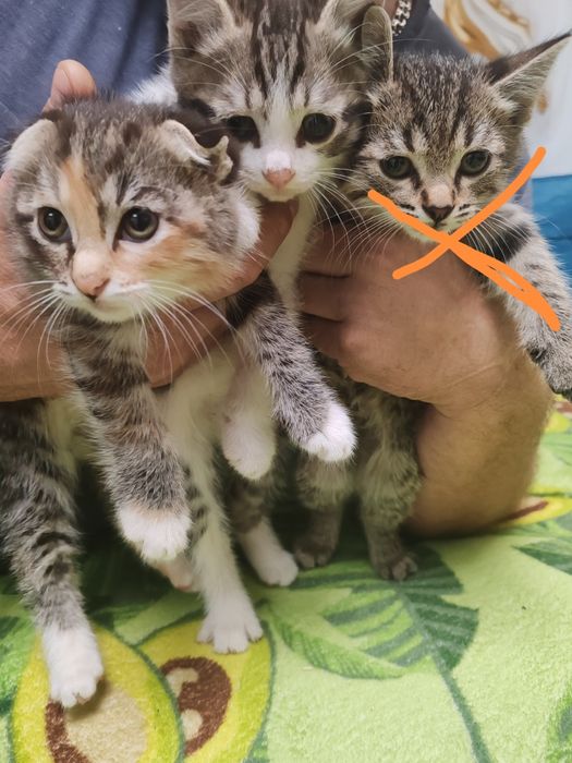 Отдаются котята в добрые руки