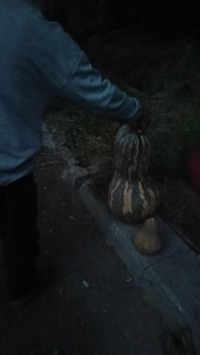 Тыква. Оптом. Доставка