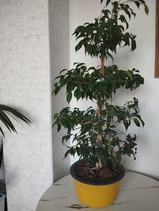 Фикус Бенджамина