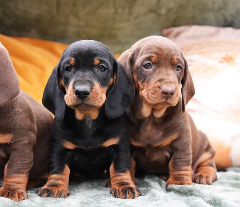 Catelusi teckel pedigree
