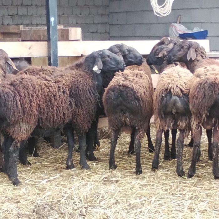 3 жасар Қошқарлар