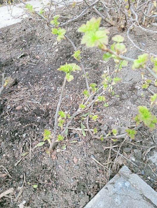 Саженцы крупной черной смородины