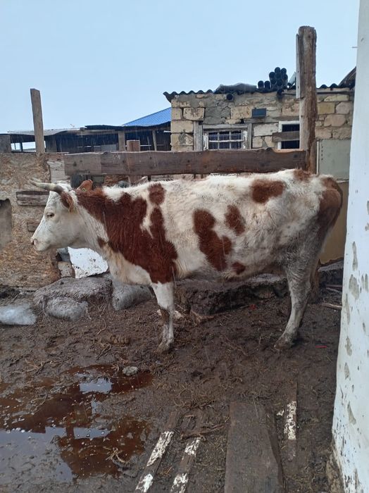 Буаз жас сүтті сиыр сатылады