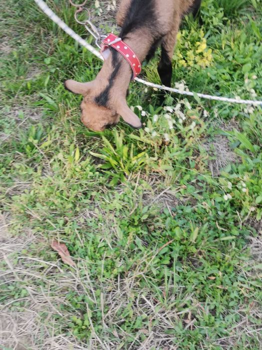 Vând 2 capre, un țap și 2 iezi ,alpini francezi