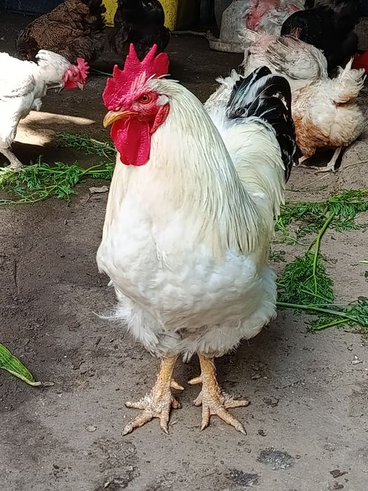 Cocos de prăsilă Sussex