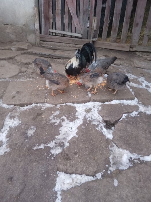 Gain si cocos italiene