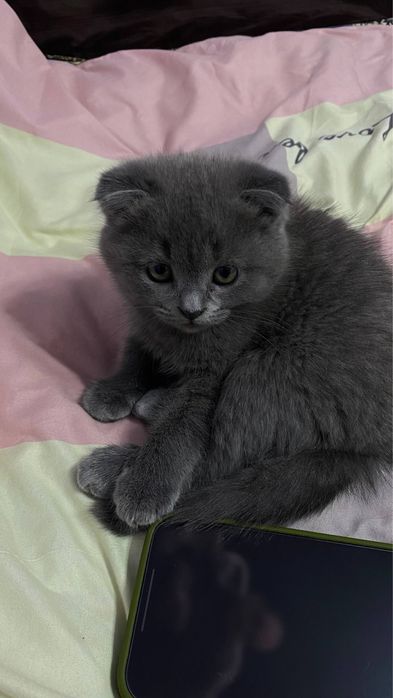 parodasi; skotish bn britanskiy