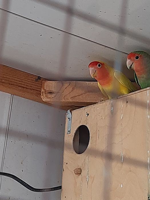 Nerazlushka 2 ta par  rangi sariq yashil