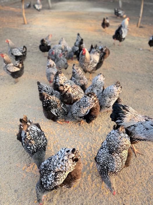 Ouă Wyandotte Argintiu