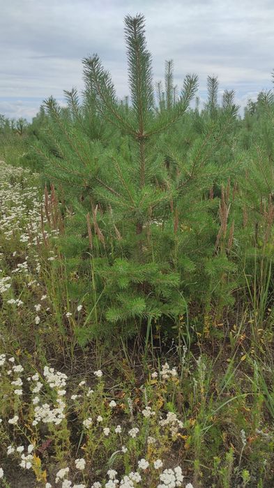 Ель сортавая Мистер блю.