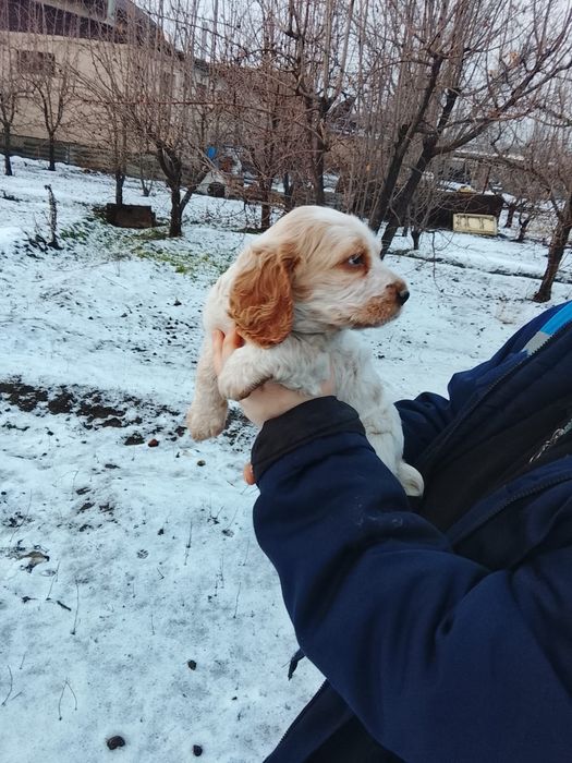 Продам щенка русского спаниеля