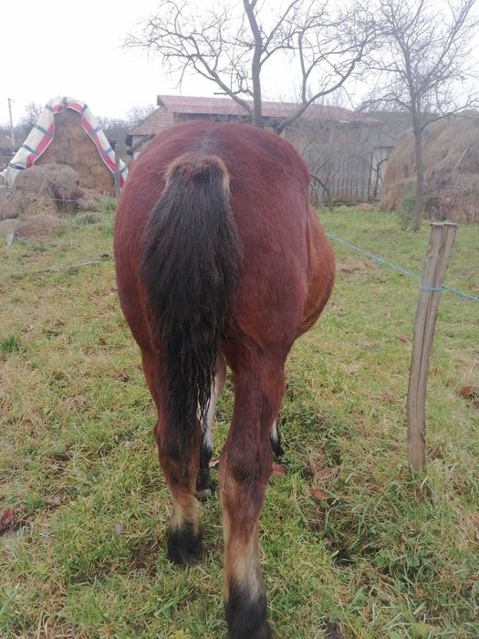 manz de vanzare de 7 luni