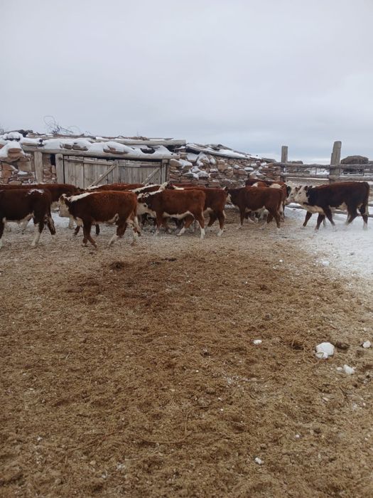 Потсостар сатылады