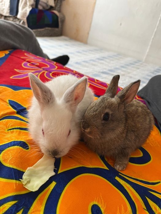 Продам кроликов возраст 1 месяц цена 2000т.