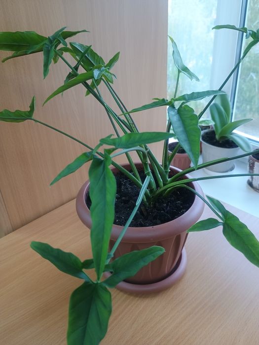 Продам комнатные растения