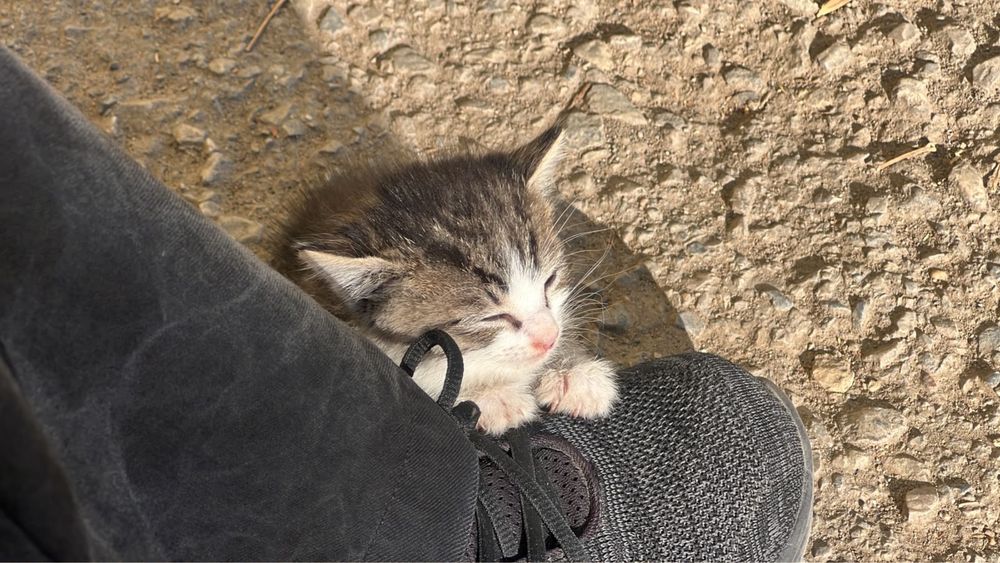 Котенок в добрые руки