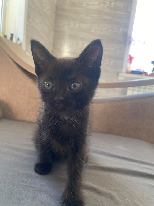 Котятата ишют дом