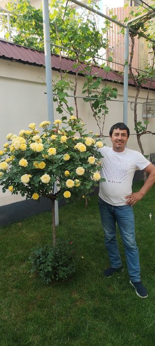 Штаповий роза гуллари