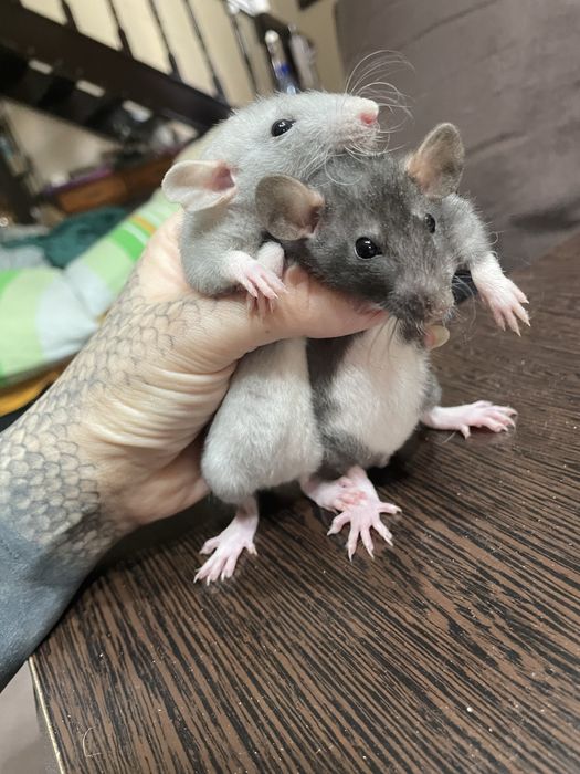 Крысы всех возрастов
