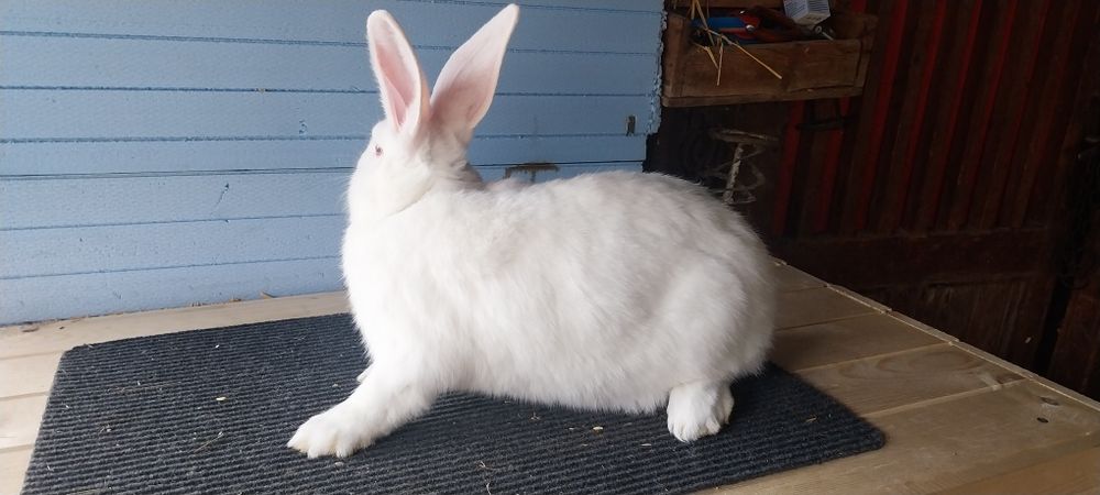 Зайци  за разплод