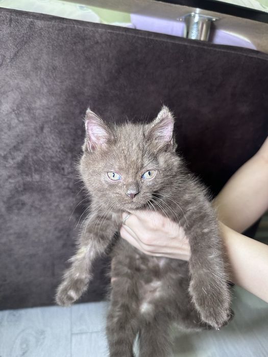 Отдам котенка, коричневого окраса, мальчик.