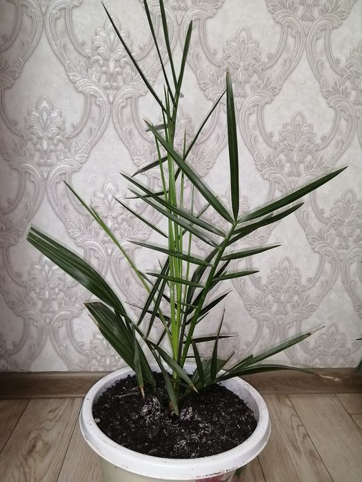 Финик канадский.