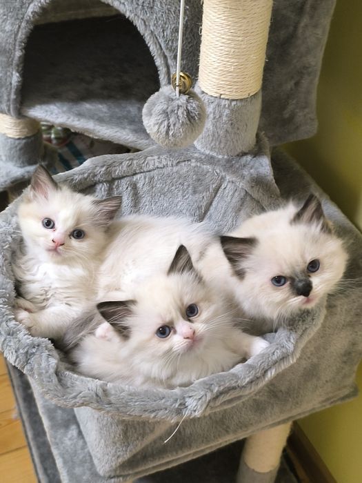 Ragdoll Cats / Регдол Котенца