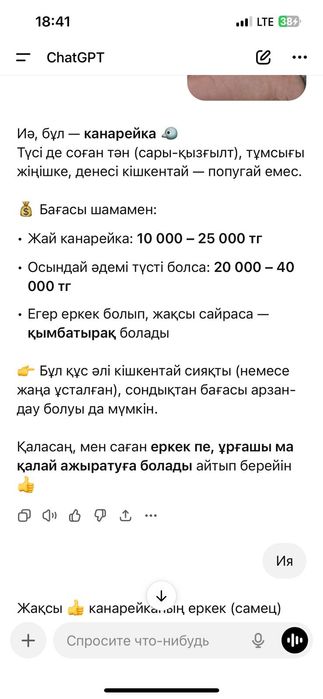 Канареика домашний птицы