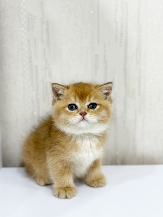 Шотландская золотая шиншилла