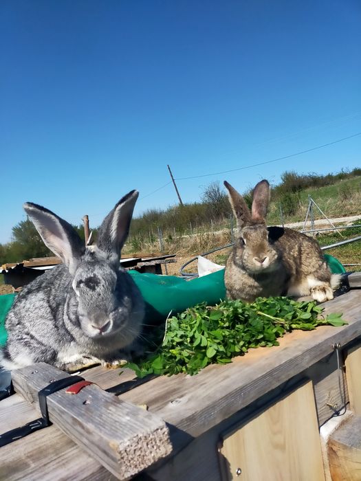 Iepuri pereche de vanzare