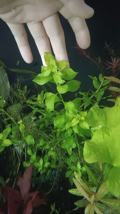 Растения для аквариума