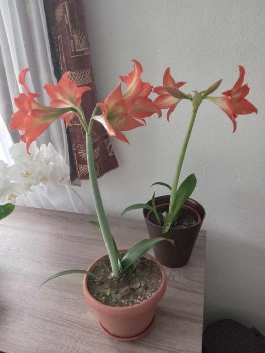 Amaryllis in ghiveci
