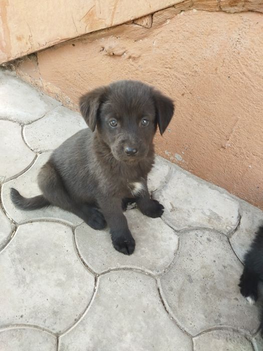 Щенок мальчик отдам в хорошие руки