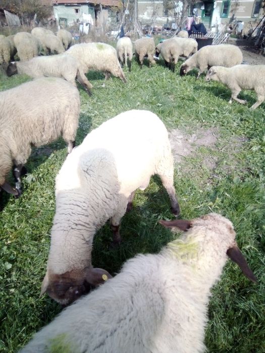 Vând oi și capre și iezi și miei și Juncă