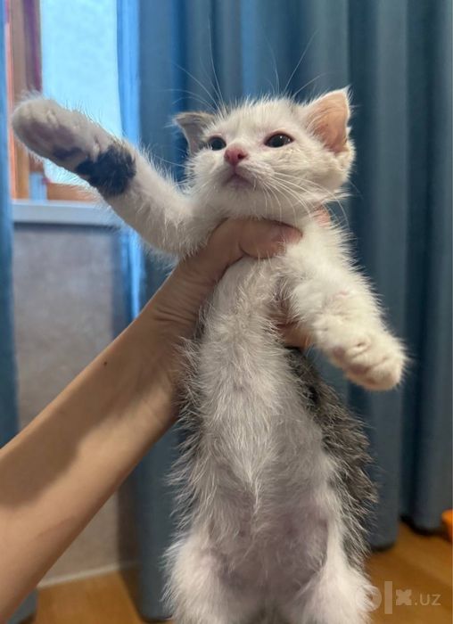 Котенок вислоухий
