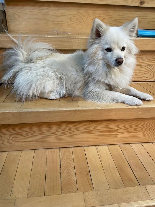 Женско Кученце Чери