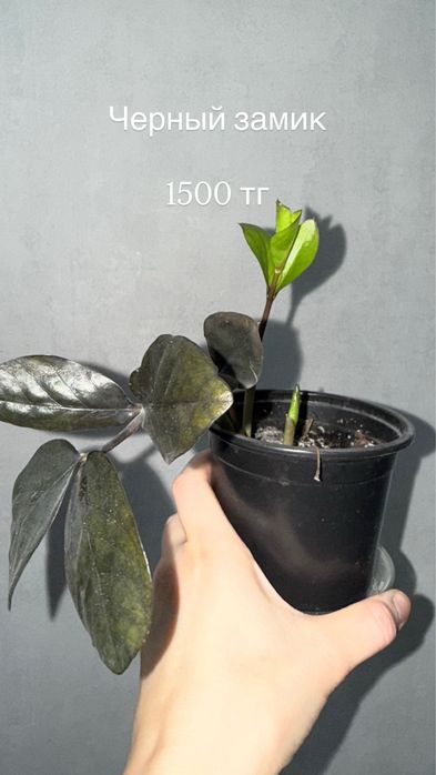 Комнатные растения цветы домашние