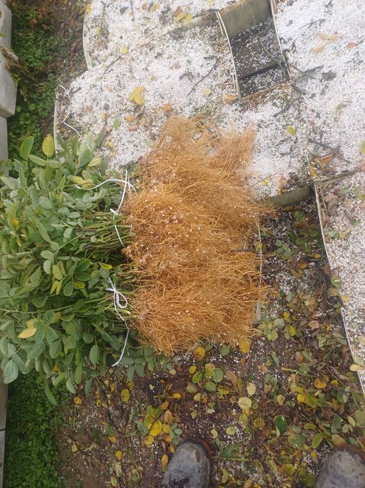 Разсад Роза Дамасцена