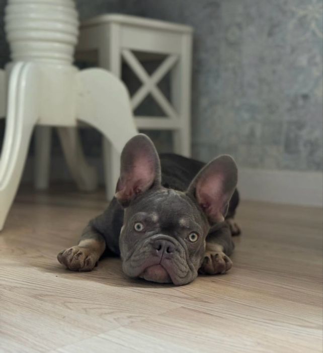 Продам щенков французского бульдога