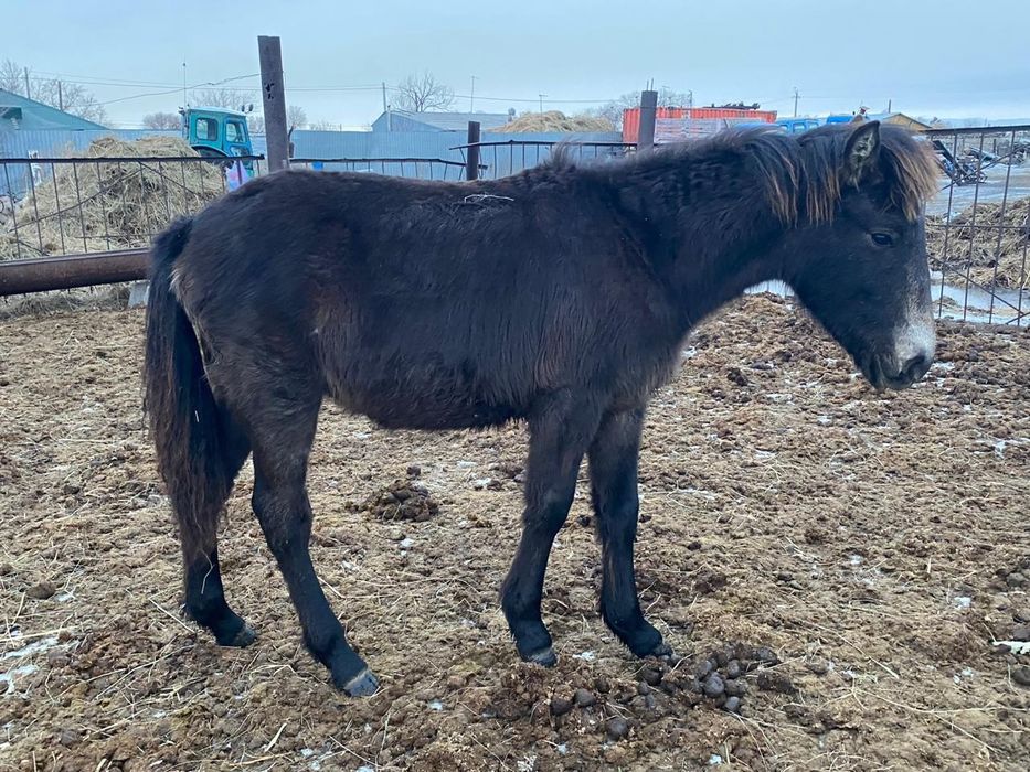 Жеребенок жеребчик