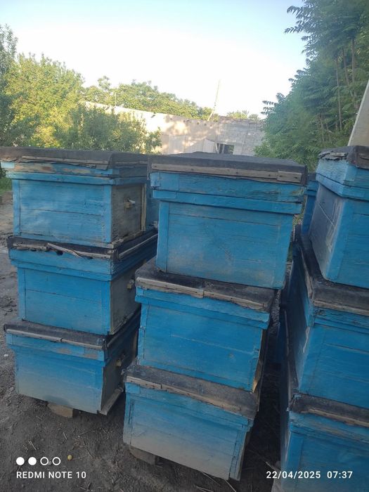 Asalari uyasi i sotiladi tez va arzon