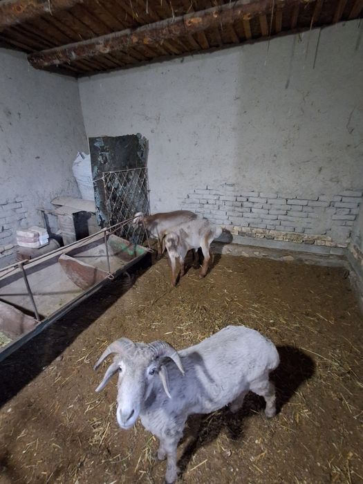 Бокиладиган куйлар