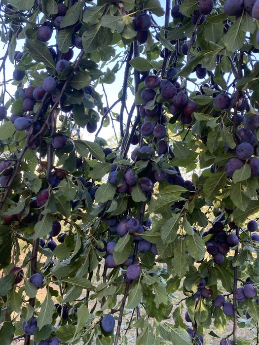 Prune  de vanzare